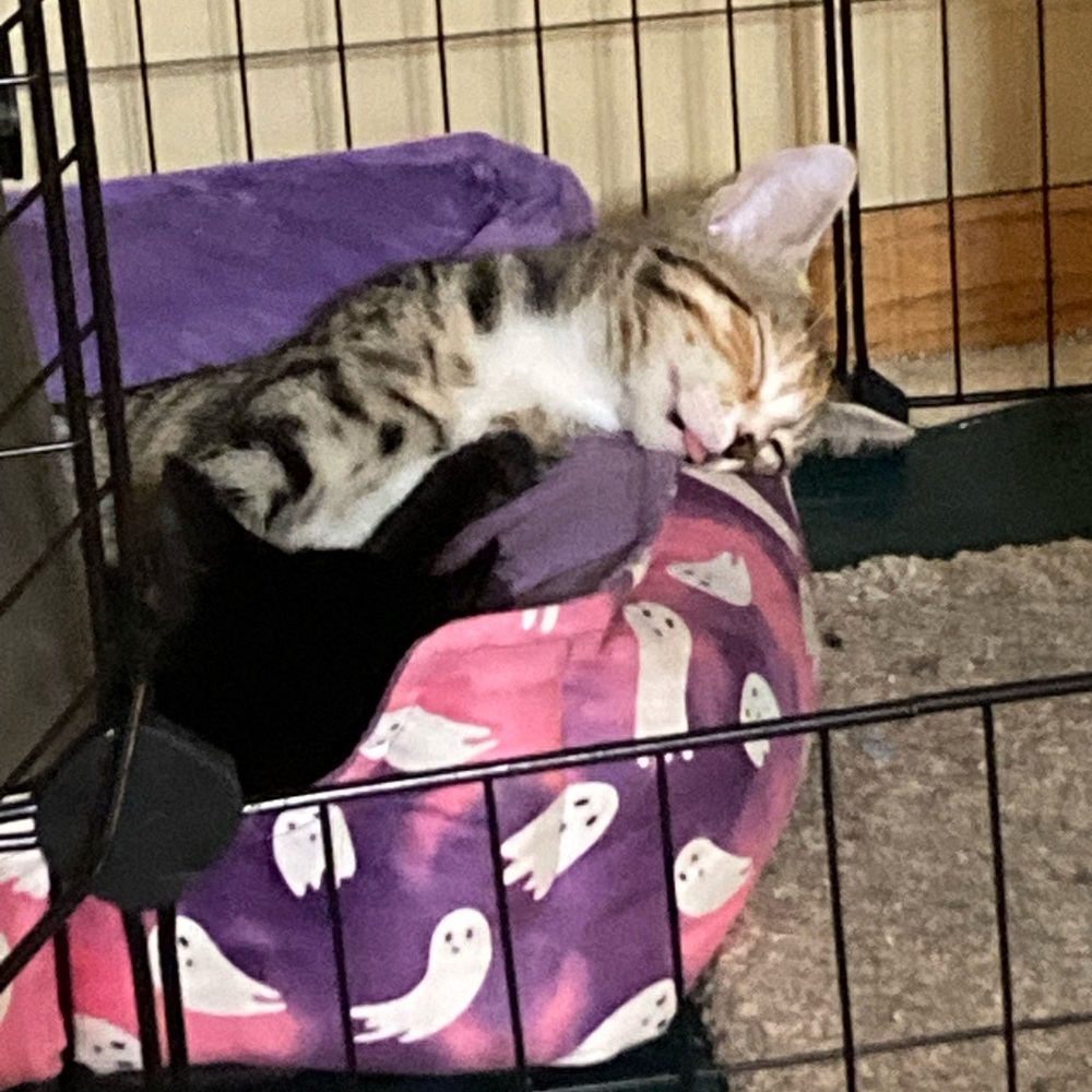 Cozy Ghost Print Cat Bed - Pink and Purple